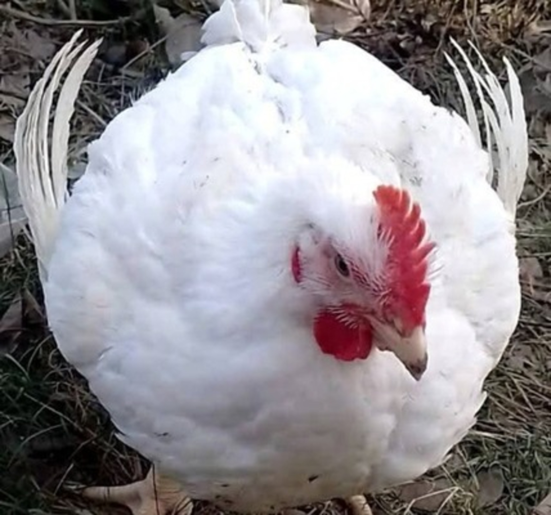 SafePoultry